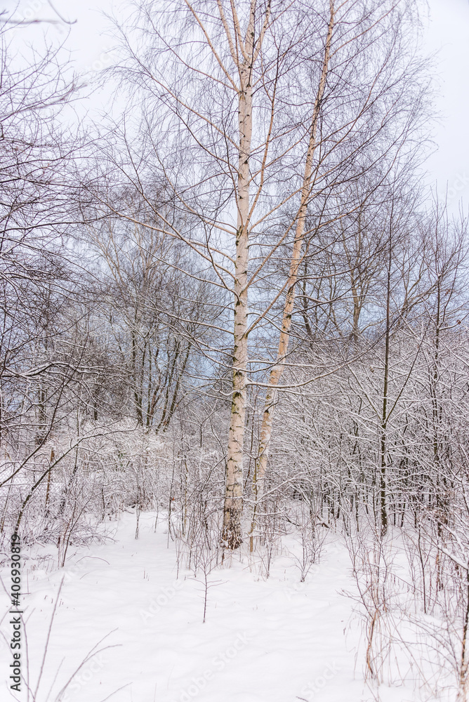 Urban Forest Covered in Fresh Snow in Northern Europe Urban Forest Covered in Fresh Snow in Northern Europe