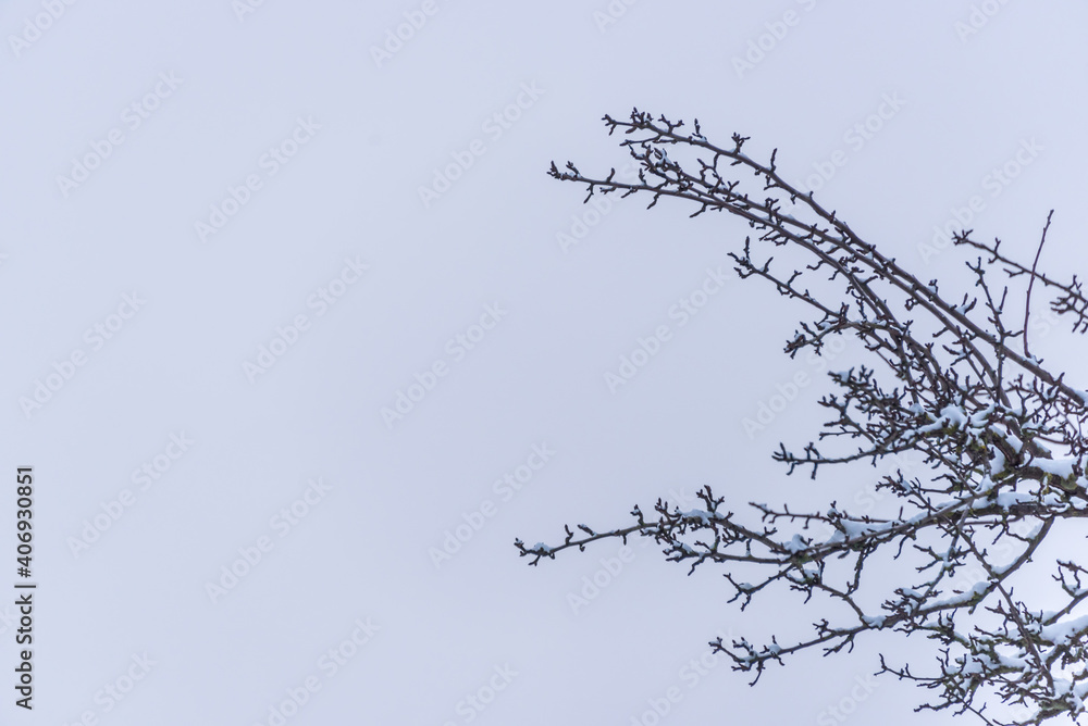 Tree Branches Covered with Snow with Sky Background Tree Branches Covered with Snow with Sky Background