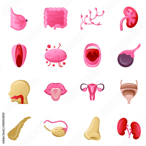  Organs Flat Icons Pack 