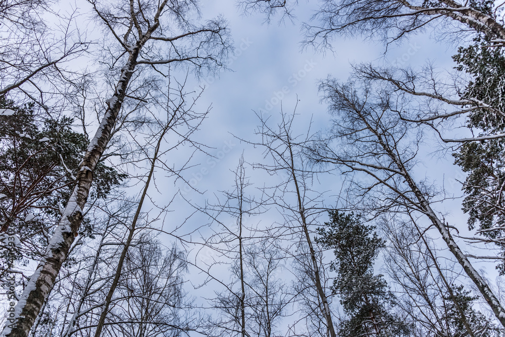 Tree Branches Covered with Snow with Sky Background Tree Branches Covered with Snow with Sky Background