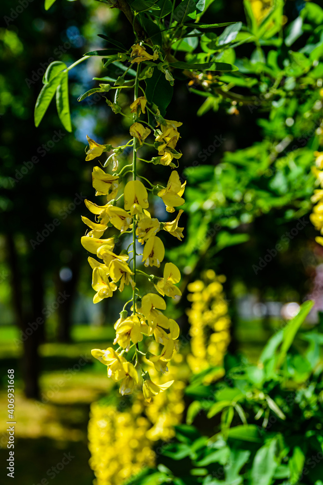 Laburnum plant (Laburnum anagyroides) blooming at spring in a park Laburnum plant (Laburnum anagyroides) blooming at spring in a park