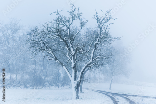 Tree covered with snow on one side in a foggy winter landscape