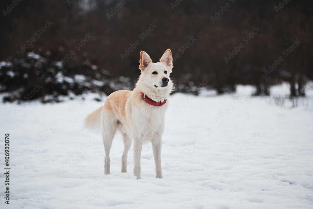 Adorable white fluffy pet dog with red collar walks in winter snow park. Half-breed shepherd and husky stands in snow in beautiful red collar and looks into distance.