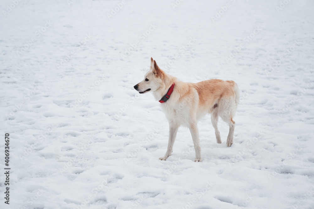 Adorable white fluffy pet dog with red collar walks in winter snow park. Half-breed shepherd and husky stands in snow in beautiful red collar and looks into distance.