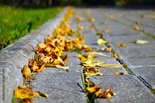 Yellow dry leaves of trees lie on the road.