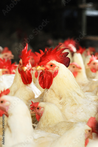 Fototapeta Broiler breeder chickens on a poultry farm.