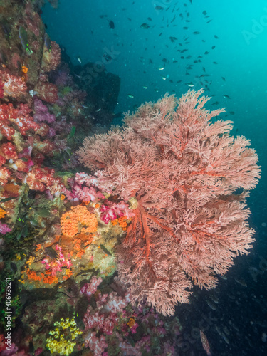 Knotted fan coral in a muddy tropical reef (Mergui archipelago, Myanmar)