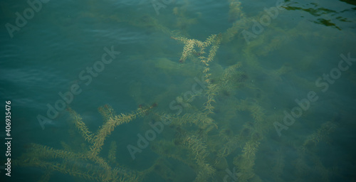 nature swamp field of green algae plant bloom, Scientists are developing research on algae in water lake. Bio-energy, biofuel, energy renewable environment research in farm field and laboratory