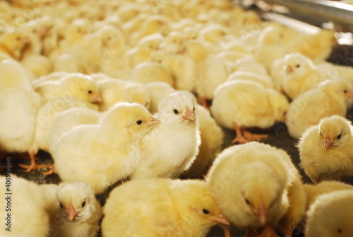 Obraz na plátně Young yellow chickens on poultry farm.