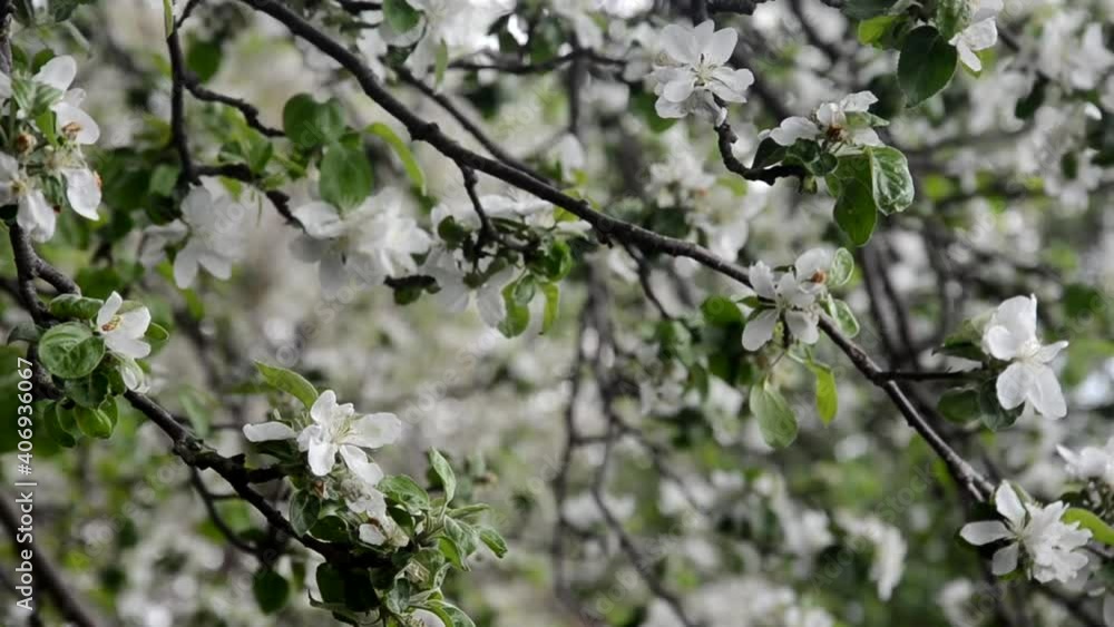 Spring blossom background abstract floral border of green leaves and white flowers Spring blossom background abstract floral border of green leaves and white flowers