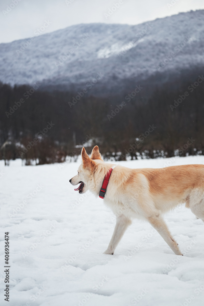 Adorable white fluffy pet dog with red collar walks in winter snow park. Half-breed shepherd and husky of light red color enjoys walk in fresh air against background of high snowy mountains. Adorable white fluffy pet dog with red collar walks in winter snow park. Half-breed shepherd and husky of light red color enjoys walk in fresh air against background of high snowy mountains.