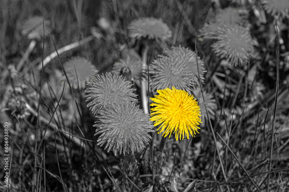 custom made wallpaper toronto digitalBlack and white image of yellow dandelions with isolated yellow flower. Bright yellow flower against desaturated background. Stand out and be different concept.