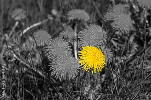 Wallpaper Mural Black and white image of yellow dandelions with isolated yellow flower. Bright yellow flower against desaturated background. Stand out and be different concept. Torontodigital.ca