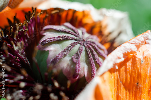 Poppy flower.