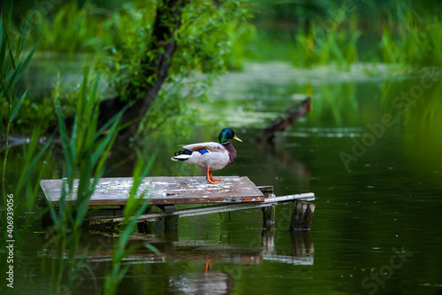 Duck on the platform.