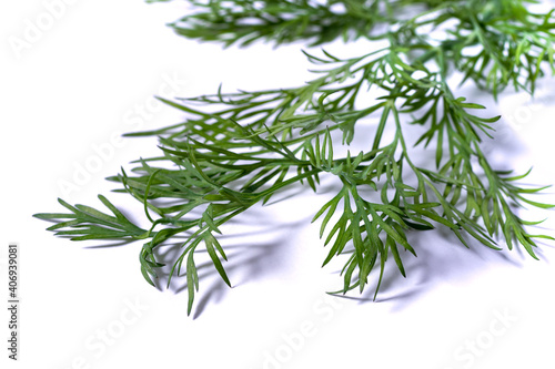 bunch fresh, green dill on a white background.