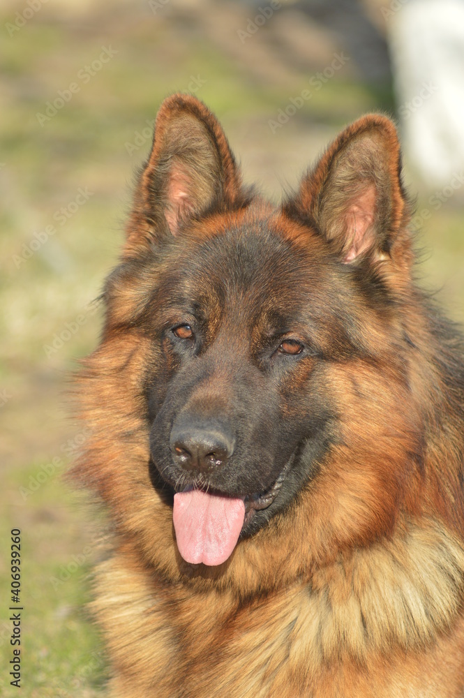 german shepherd portrait