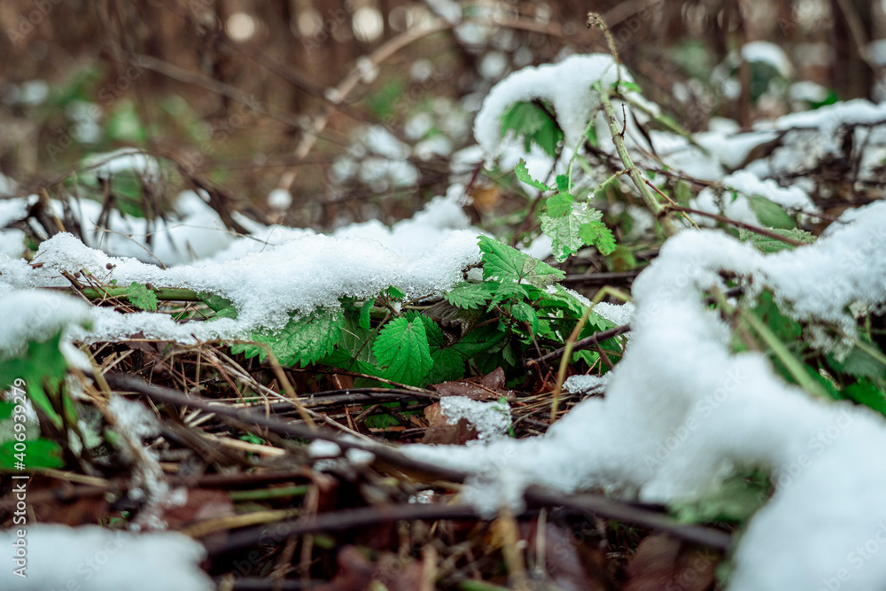 Obraz premium in the forest 