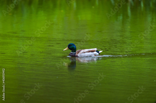 The duck swims along the river.