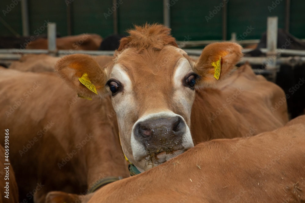 Cows at stable. Jersey. Eating roughage. Feedgate. Cattle breeding. Cows at stable. Jersey. Eating roughage. Feedgate. Cattle breeding.