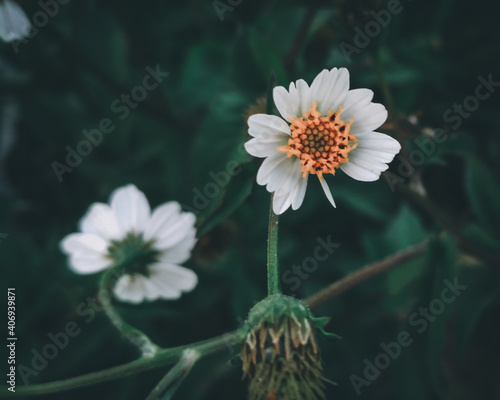 flower in the garden