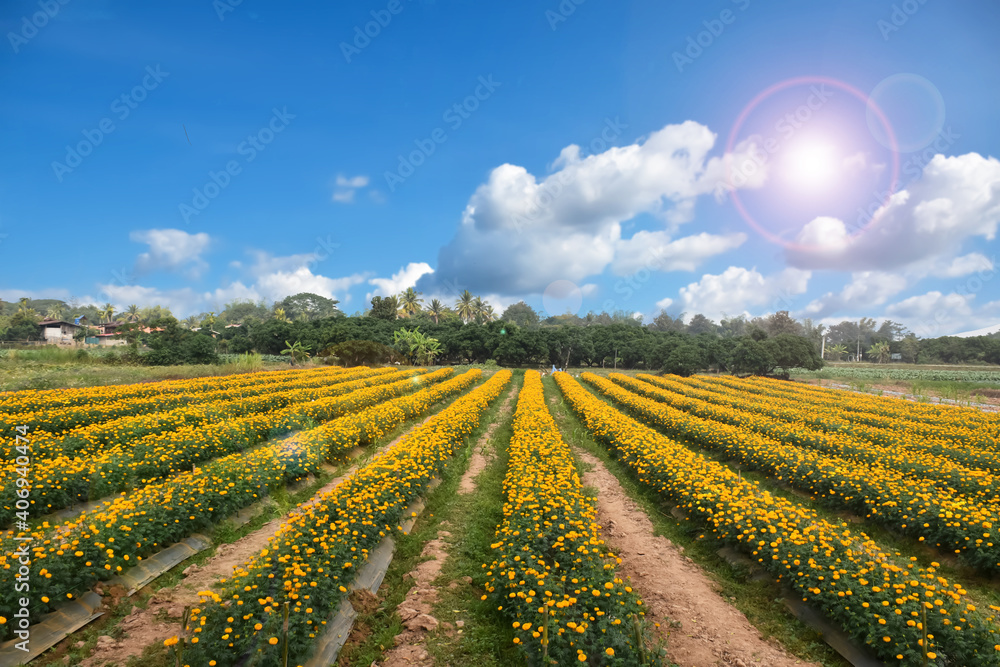 Landscape of marigold flowers with clouds and blue sky background. Soft and selective focus.