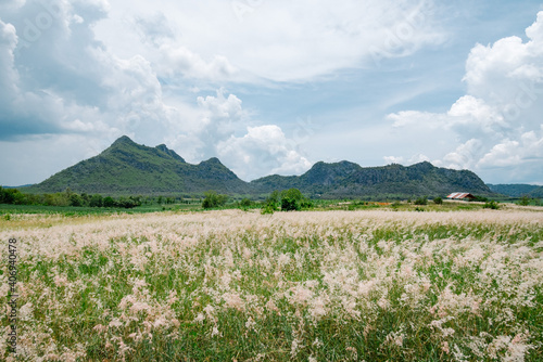 Fotografi Travel khon kaen pink flower and mountain Thailand