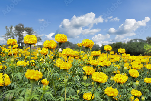 Landscape of marigold flowers with clouds and blue sky background. Soft and selective focus.