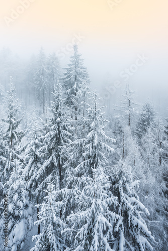 Foggy winter forest at sunset covered by snow