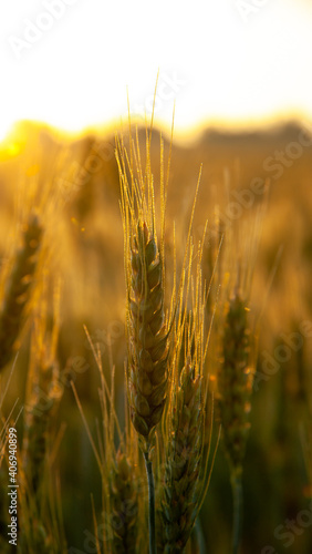 Wheat spikelets.