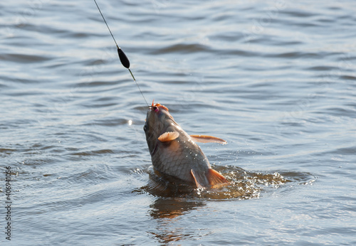 Catching carp.