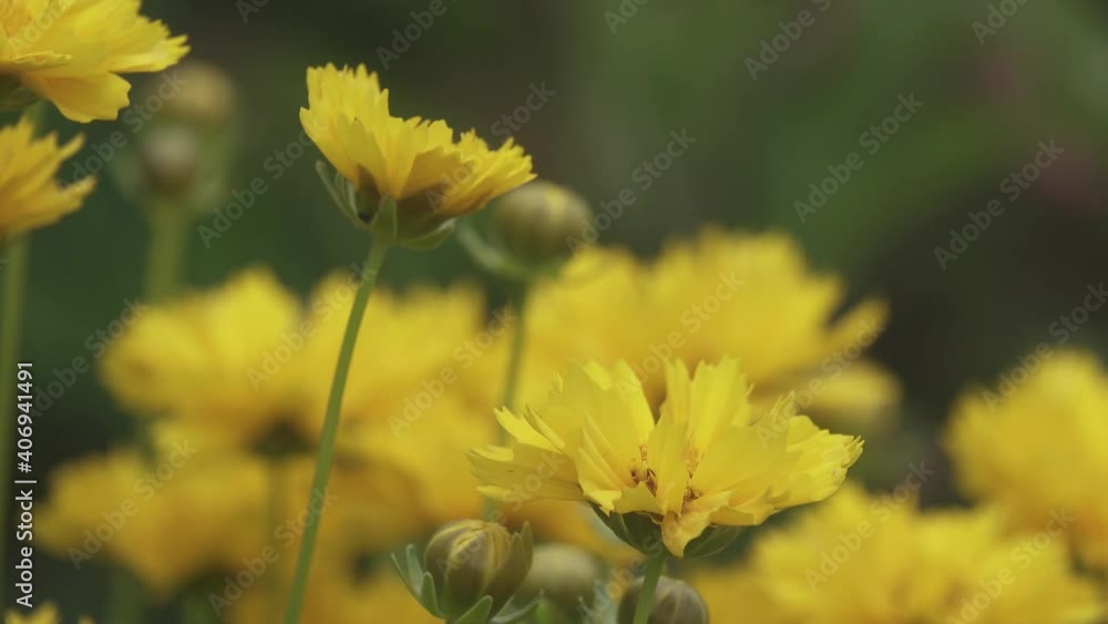 オオキンケンギクの花_02 オオキンケンギクの花_02