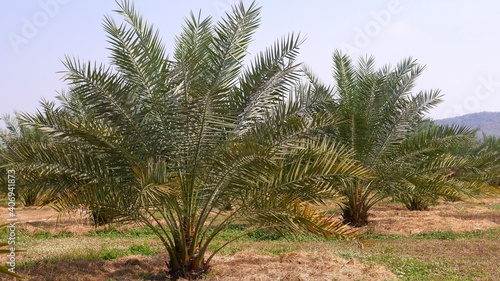 Plantation of date palm tree in Thailand