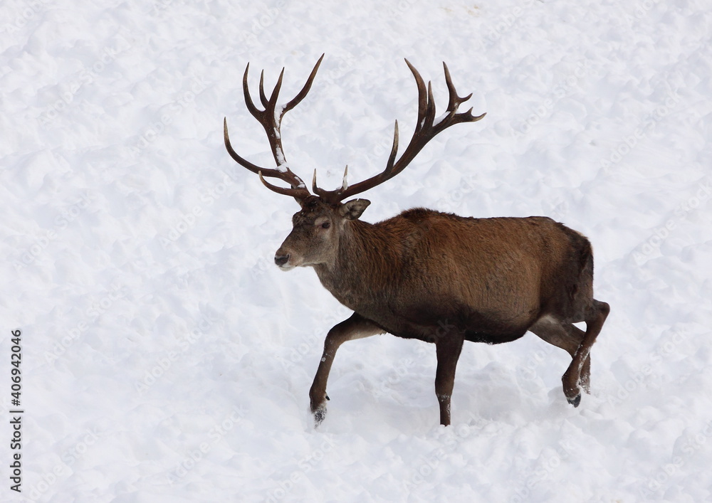 Majestic powerful adult red deer in winter country Majestic powerful adult red deer in winter country