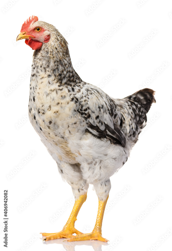 Fototapeta premium one gray rooster isolated on white background, studio shoot