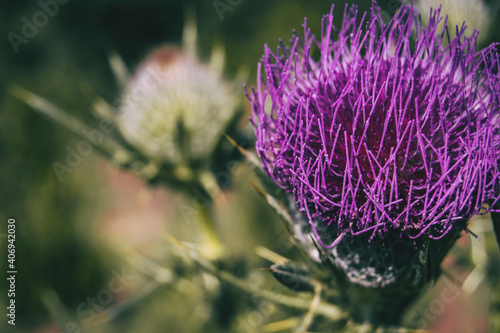 Open flower of lilac cirsium with vivid colors. photo