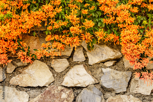 Orange trumpet flowers in Spain photo