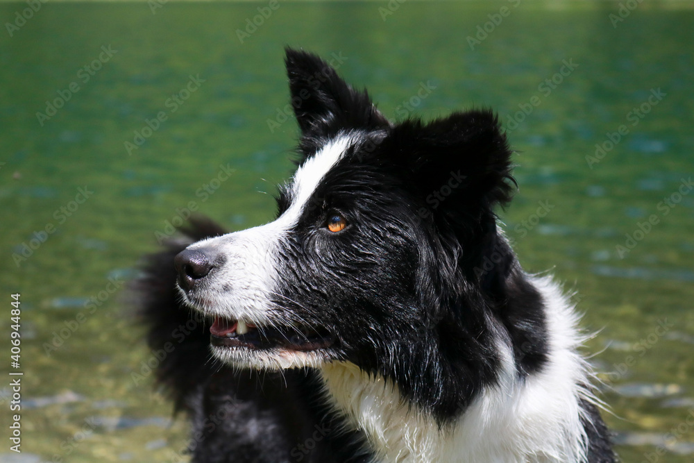Primo piano di un border collie al lago Nambino nel parco Adamello - Brenta in Trentino, viaggi e paesaggi in Italia Primo piano di un border collie al lago Nambino nel parco Adamello - Brenta in Trentino, viaggi e paesaggi in Italia