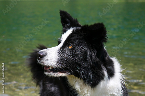 Primo piano di un border collie al lago Nambino nel parco Adamello - Brenta in Trentino, viaggi e paesaggi in Italia