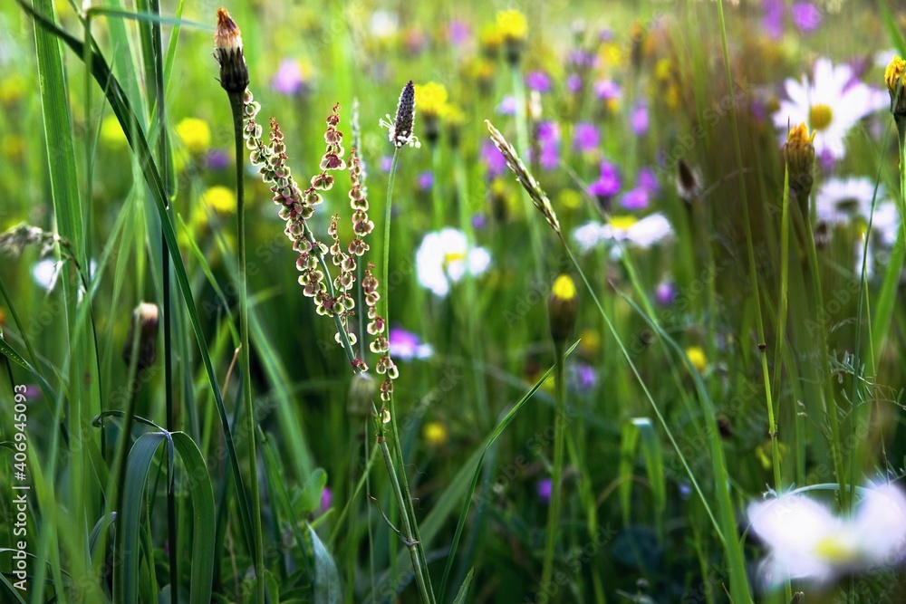 Fototapeta premium Meadow wild flowers blossoming in grass.