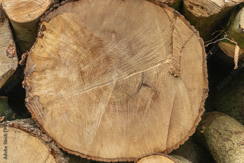 Naklejka premium Holz