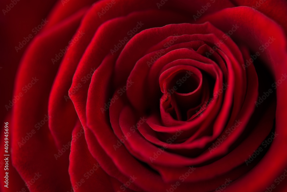 Close up macro photo of dark red beautiful flower Close up macro photo of dark red beautiful flower
