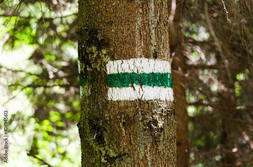 Green hiking trail sign. Touristic sign or mark on tree next to touristic path. Forest navigating map.