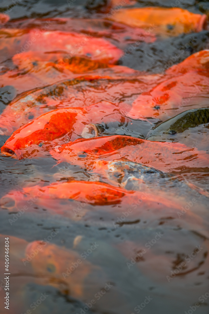 Close-up of a large group of koi vying for food in the pond