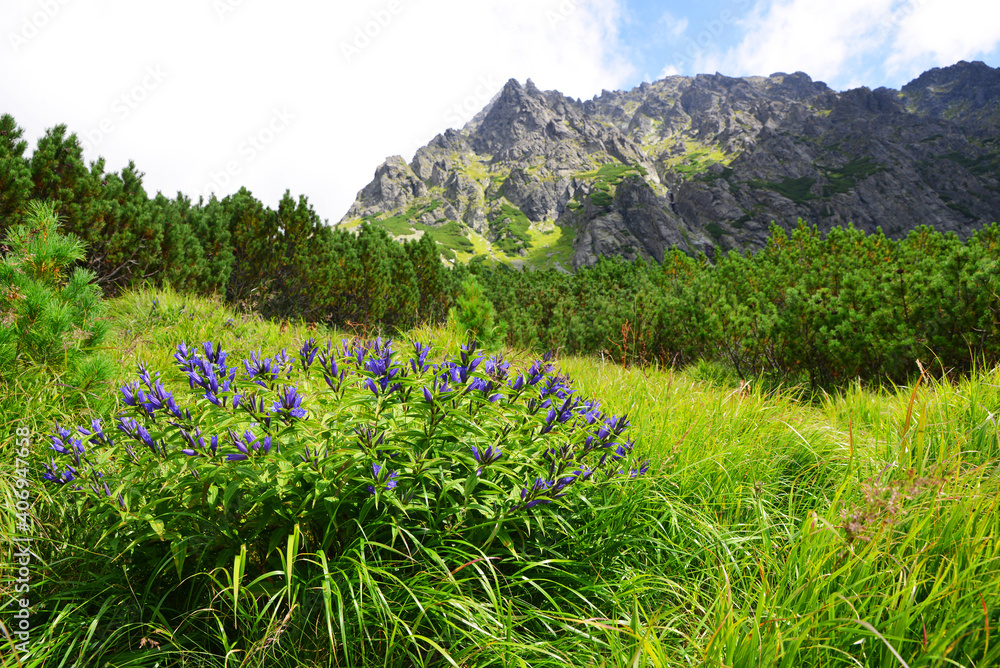 Flowers willow gentian (Gentiana asclepiadea) in Mengusovska Valley, Vysoke Tatry (High Tatras), Slovakia. Summer mountain landscape in sunny day. Flowers willow gentian (Gentiana asclepiadea) in Mengusovska Valley, Vysoke Tatry (High Tatras), Slovakia. Summer mountain landscape in sunny day.