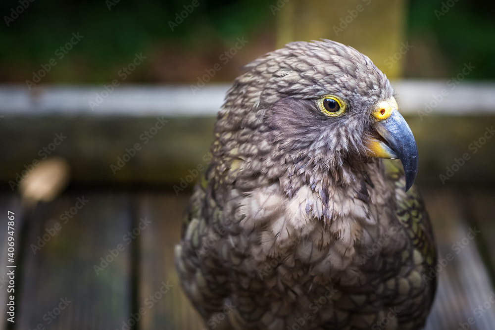 Fototapeta premium Kea in New Zealand