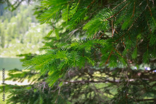 Primo piano di un pino con dietro il lago Nambino nel parco Adamello - Brenta in Trentino  viaggi e paesaggi in Italia