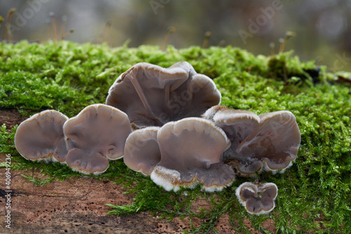 Inedible mushroom Auricularia mesenterica in the floodplain forest. Wild winter mushrooms growing on the wood.