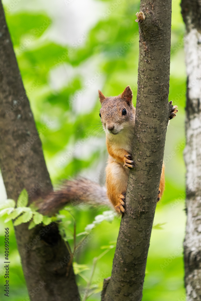 curious squirrel on a tree in its natural habitat curious squirrel on a tree in its natural habitat