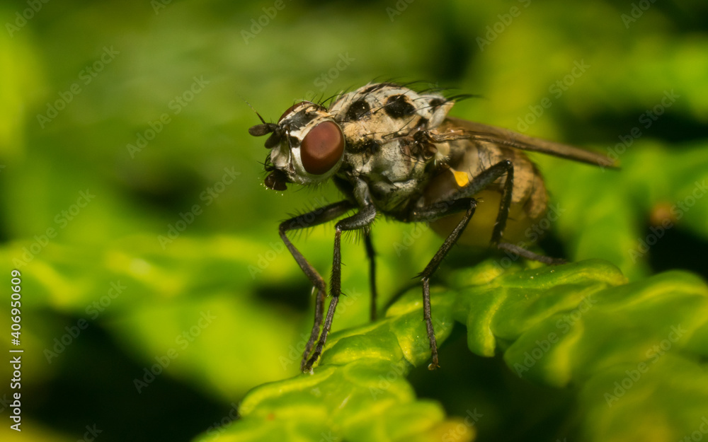 fly on leaf fly on leaf
